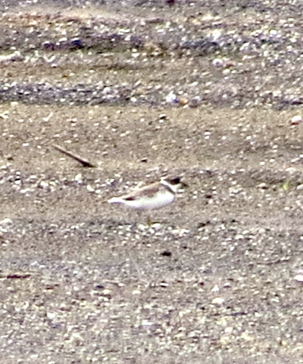 Semipalmated Plover - ML641449213