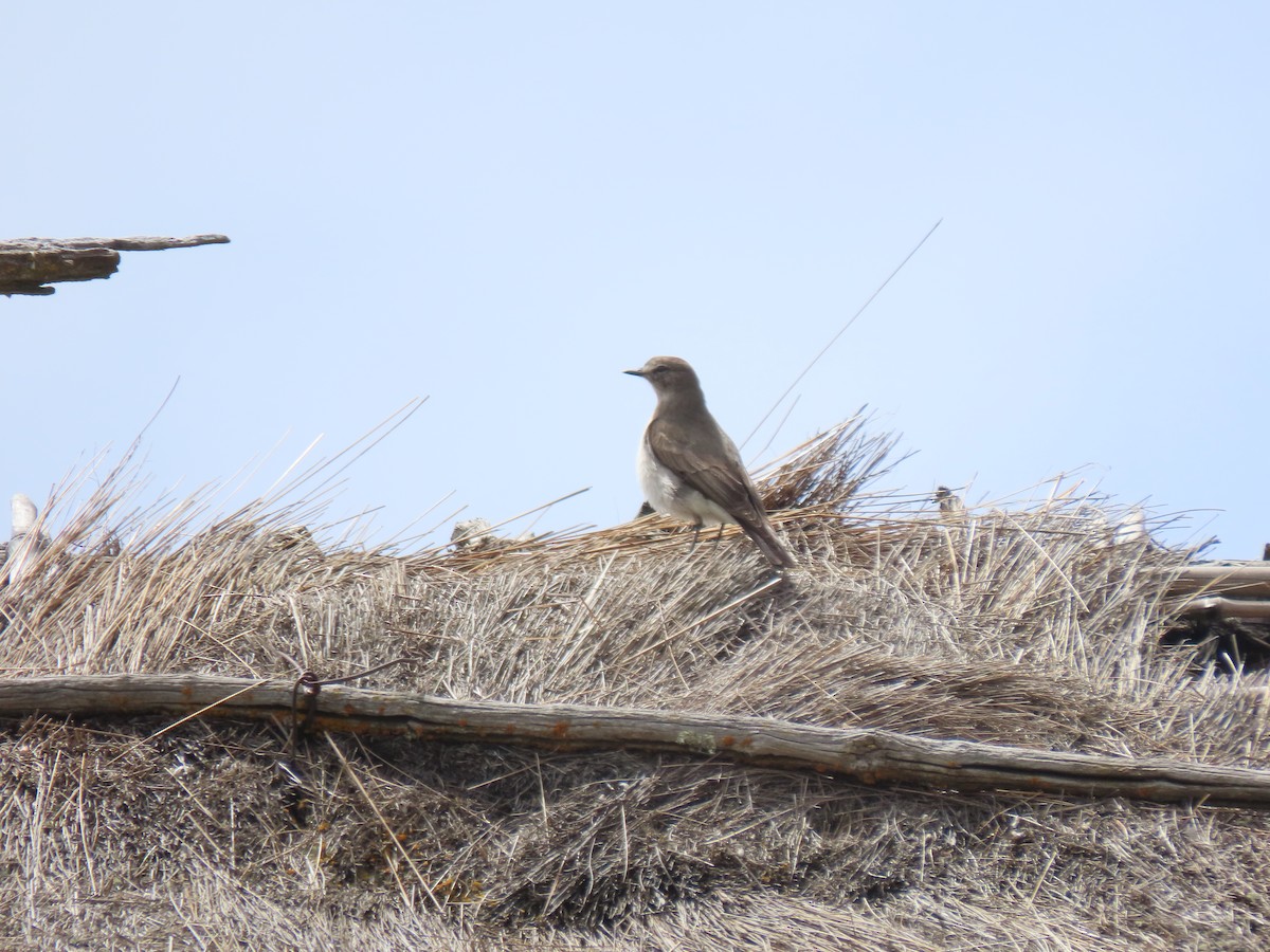 Plain-capped Ground-Tyrant - ML641449289