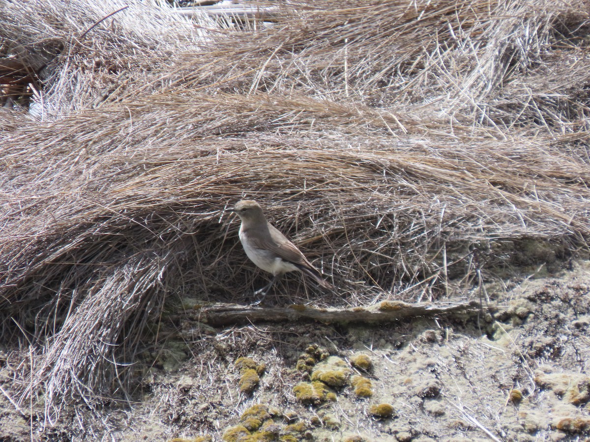 Plain-capped Ground-Tyrant - ML641449291