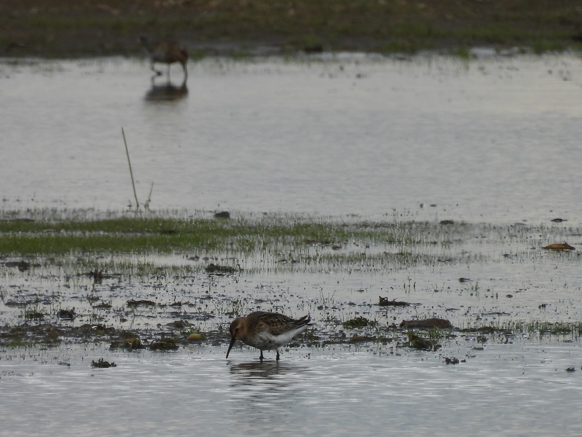 Dunlin - ML641449311