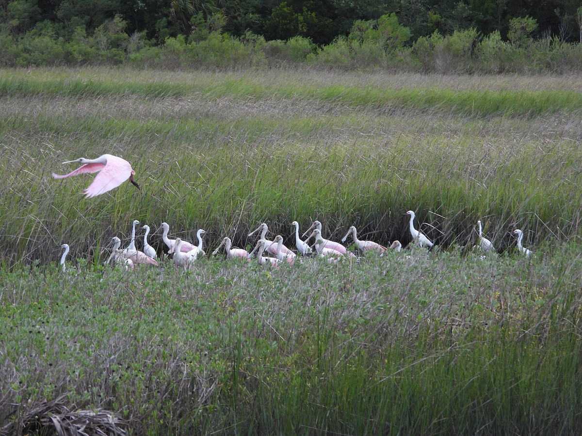 Roseate Spoonbill - ML641449393
