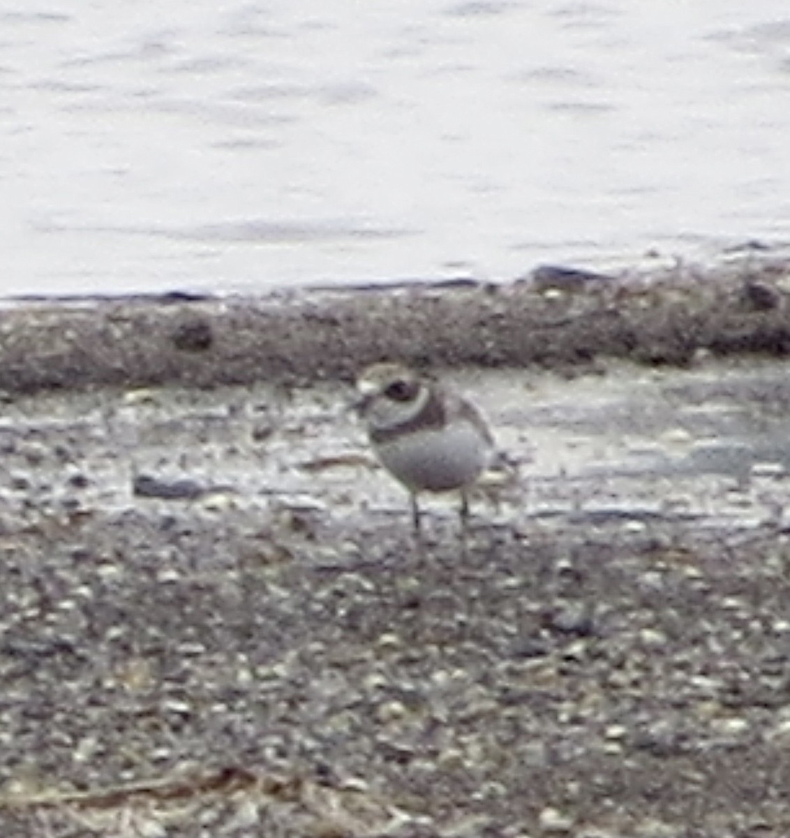 Semipalmated Plover - ML641449410