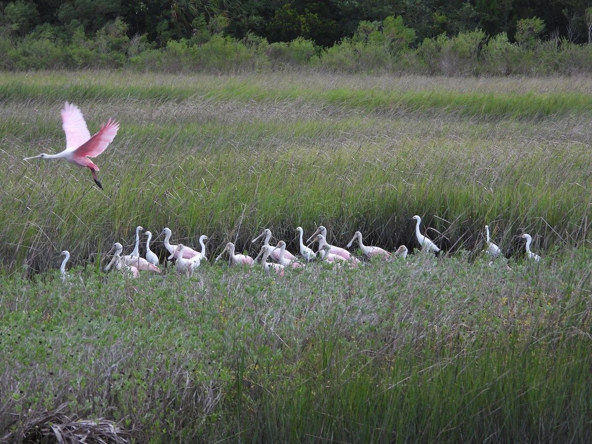 Roseate Spoonbill - ML641449422
