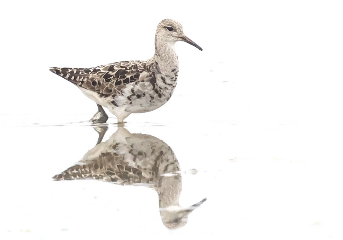 jespák bojovný - ML641449441