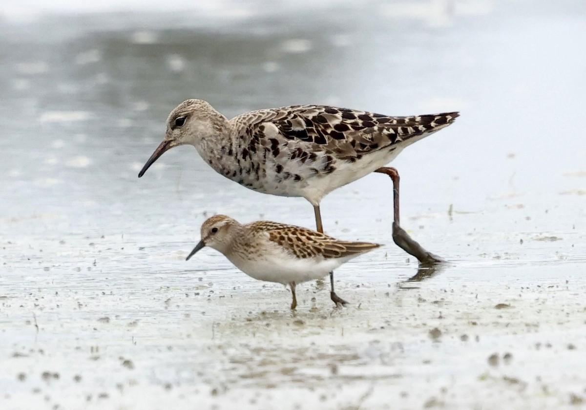 jespák bojovný - ML641449442