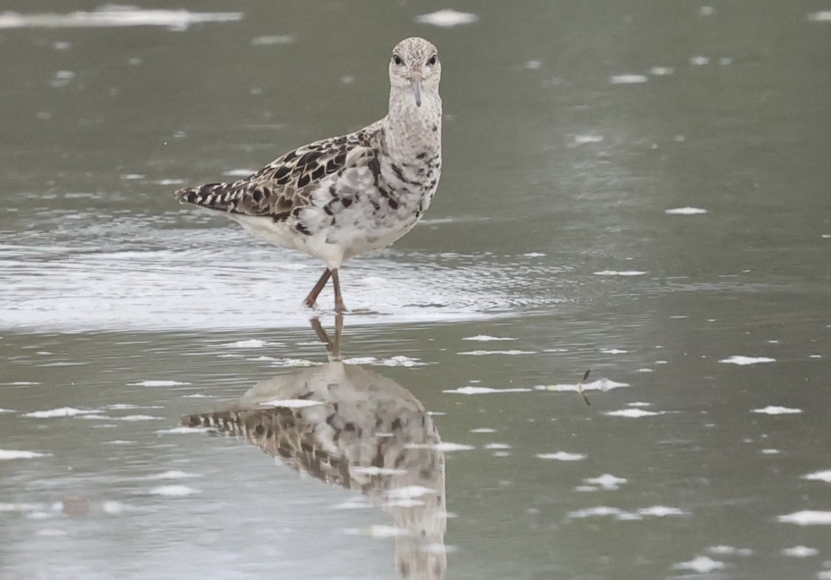 jespák bojovný - ML641449443