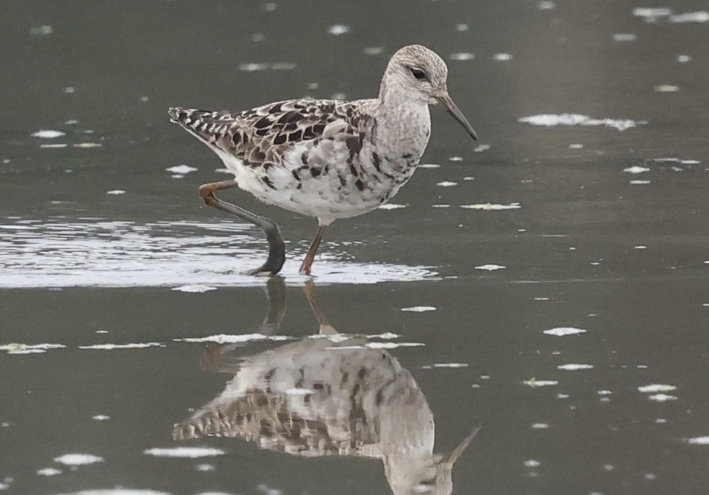 jespák bojovný - ML641449444