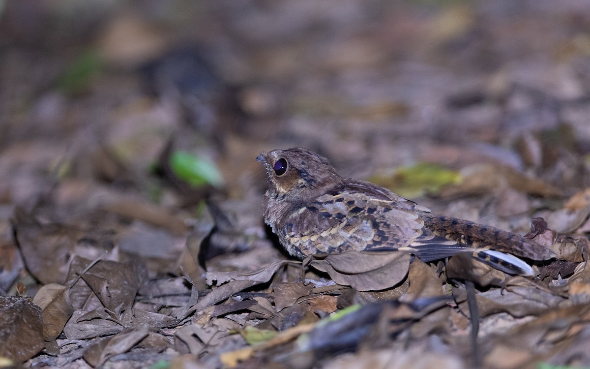 Common Pauraque - ML641449490