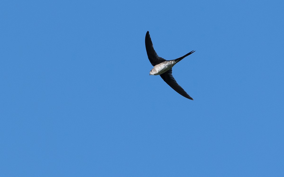 Fork-tailed Palm Swift - ML641449493