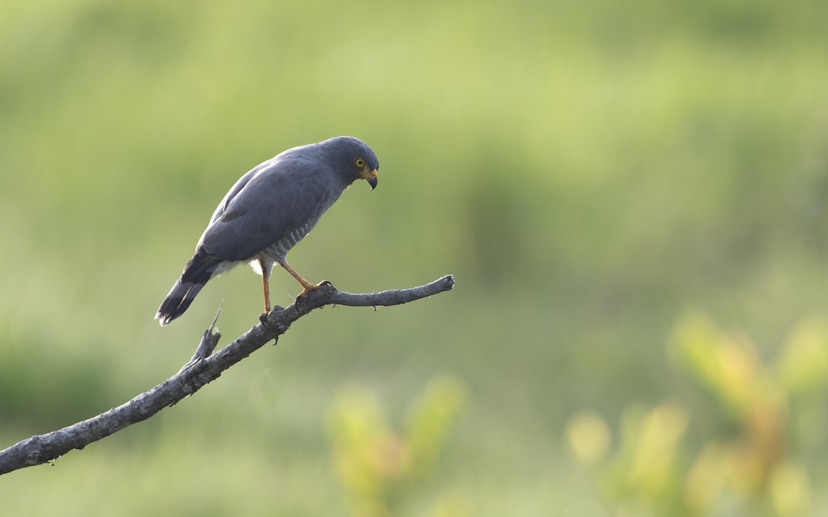 Roadside Hawk - ML641449497