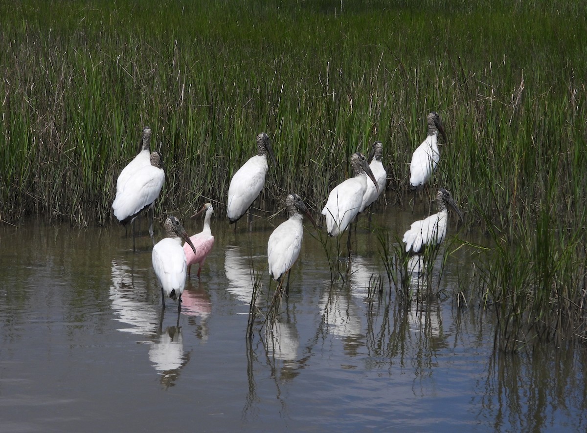 Wood Stork - ML641449498