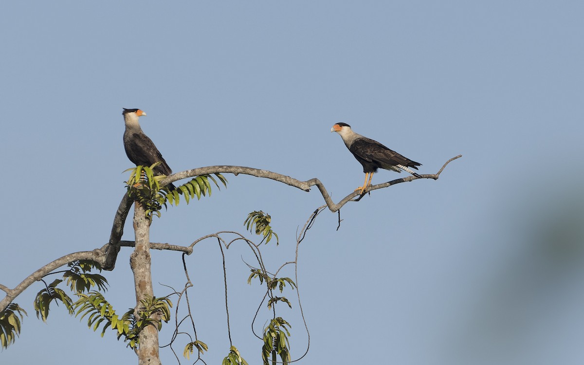 Crested Caracara - ML641449501