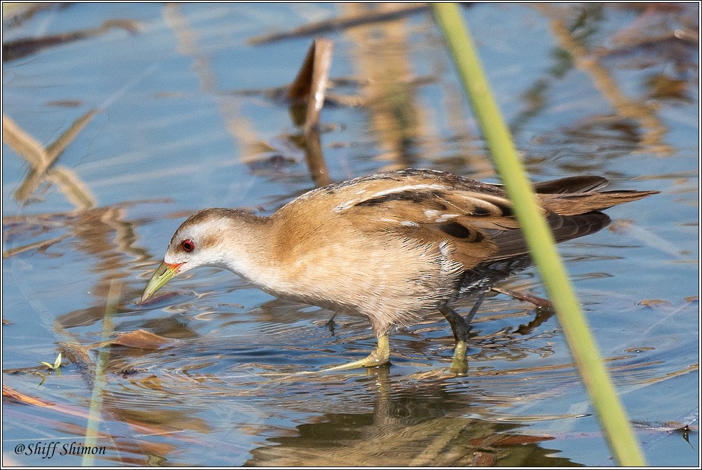 Little Crake - ML641449502