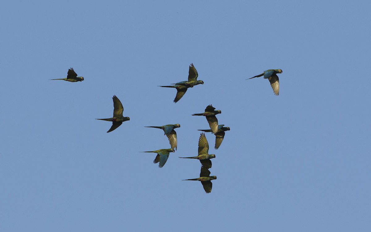 Red-bellied Macaw - ML641449503