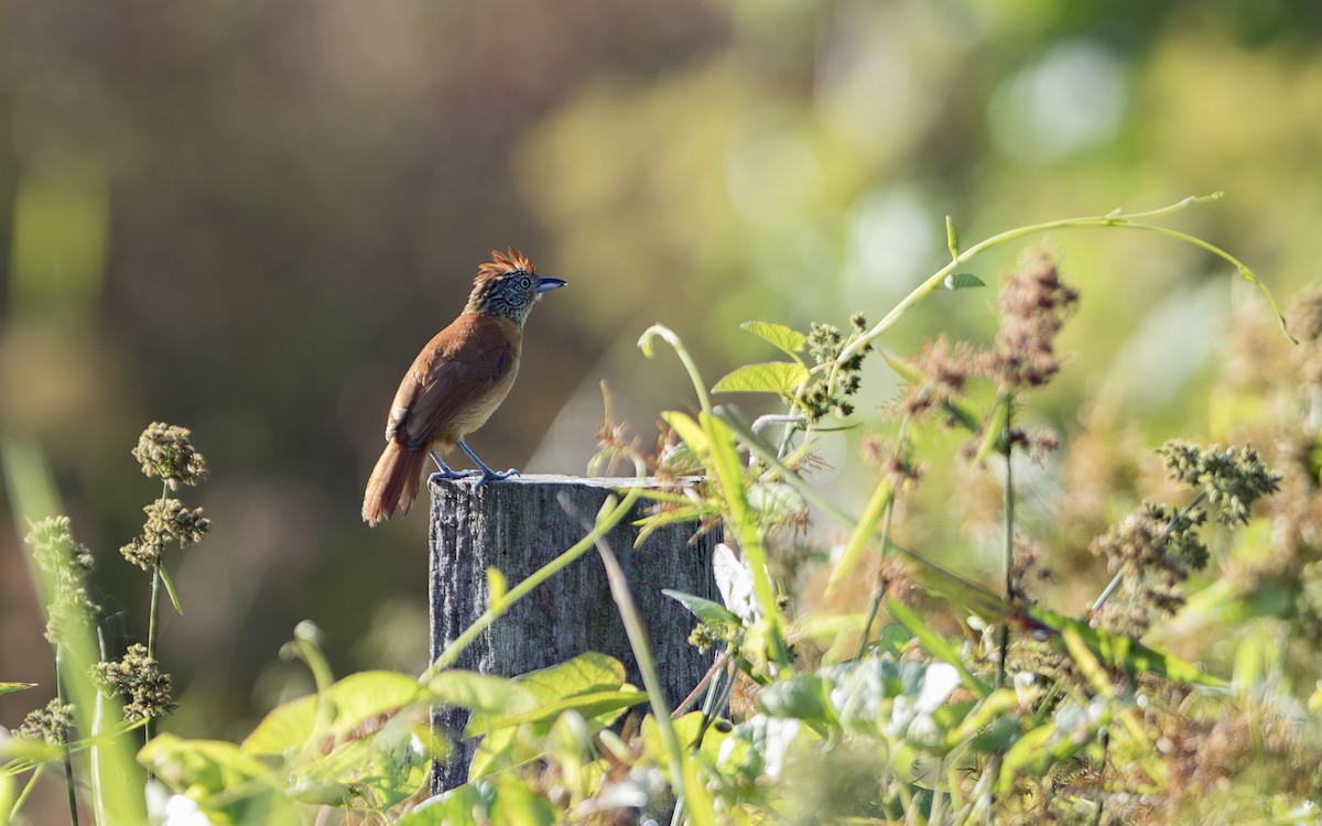 Barred Antshrike - ML641449510