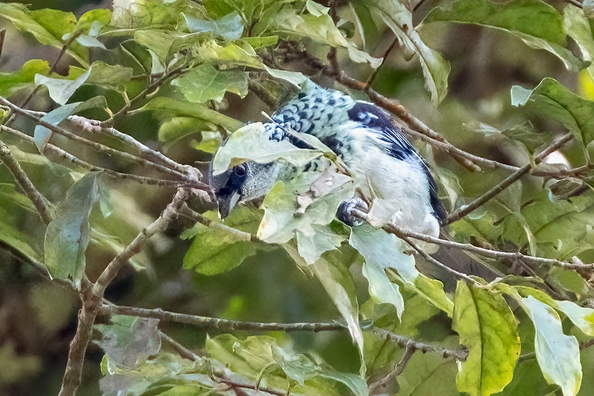 Azure-rumped Tanager - ML641449511