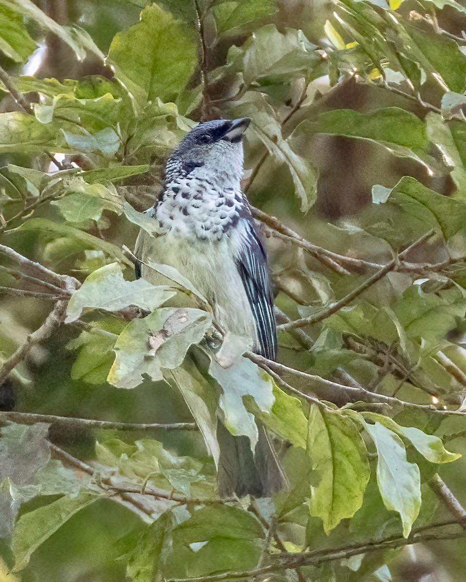 Azure-rumped Tanager - ML641449512
