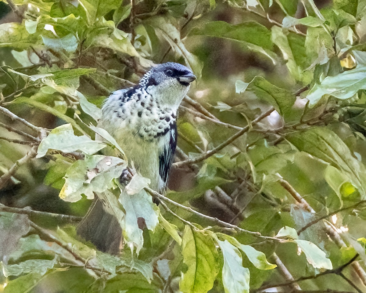 Azure-rumped Tanager - ML641449513