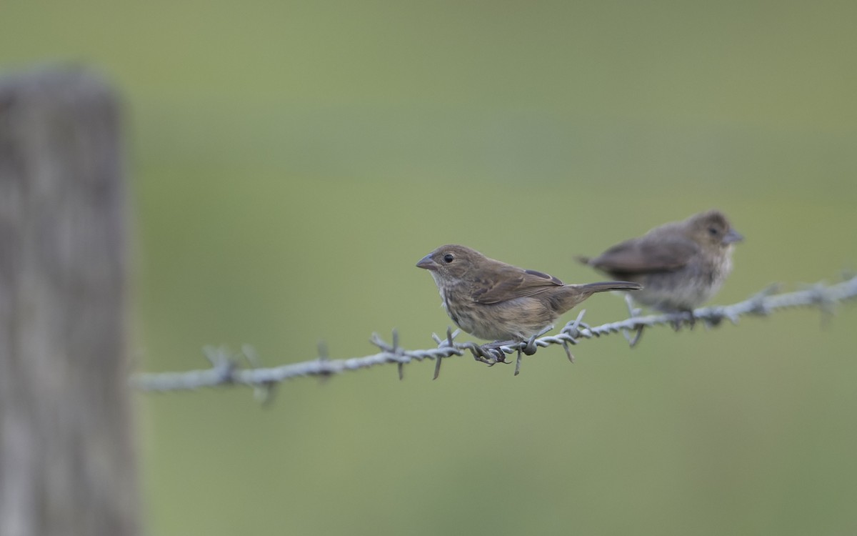 Blue-black Grassquit - ML641449516