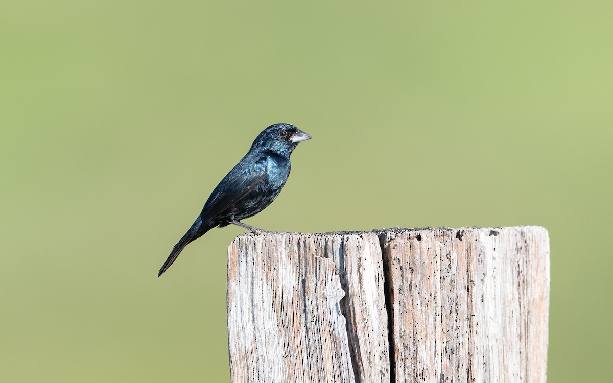 Blue-black Grassquit - ML641449517