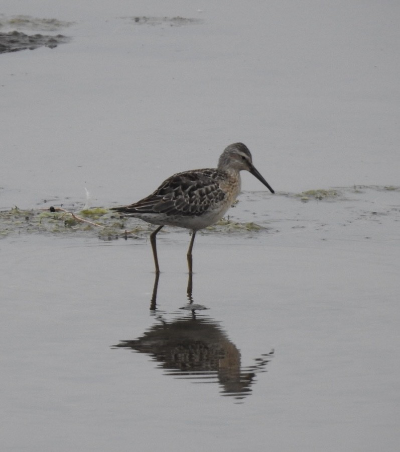Stilt Sandpiper - ML641449518