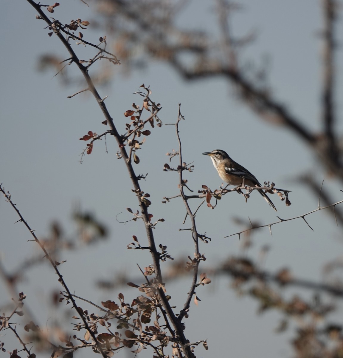 White-browed Scrub-Robin - ML641449521