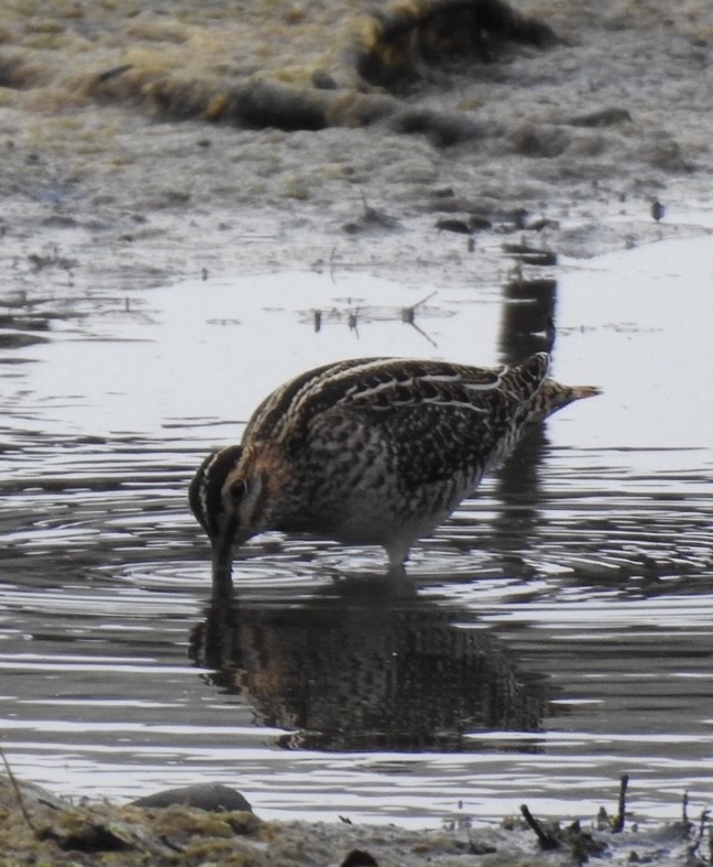Wilson's Snipe - ML641449549