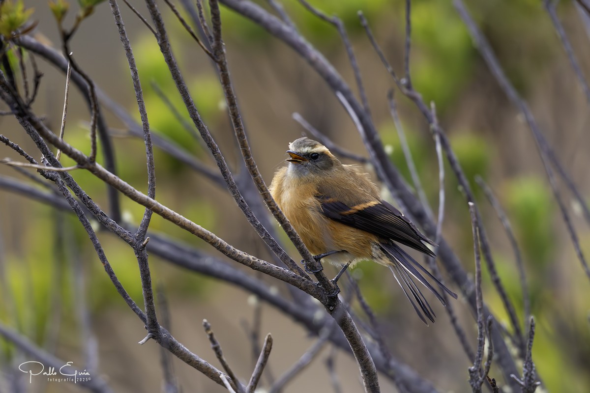 Brown-backed Chat-Tyrant - ML641449589