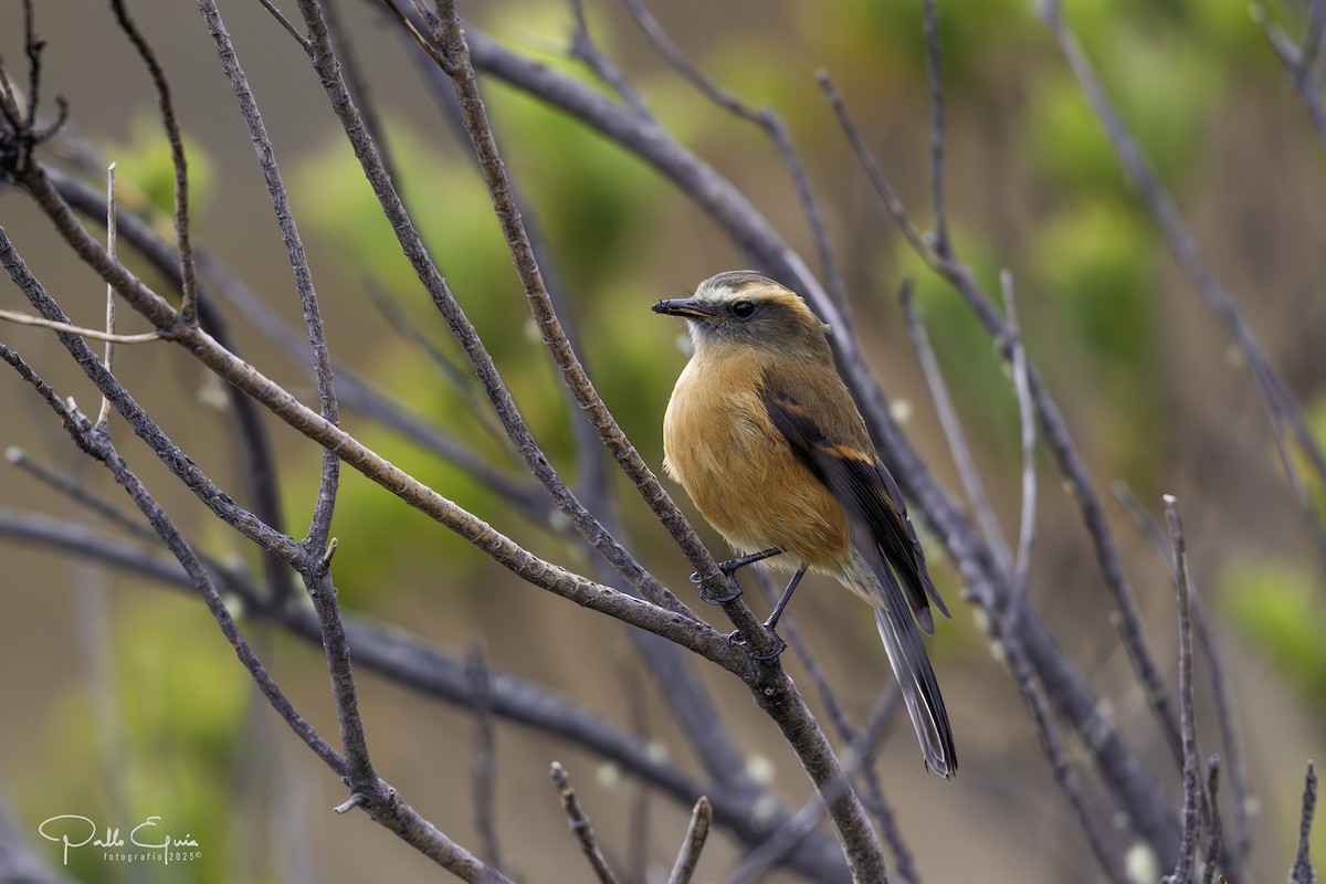 Brown-backed Chat-Tyrant - ML641449590