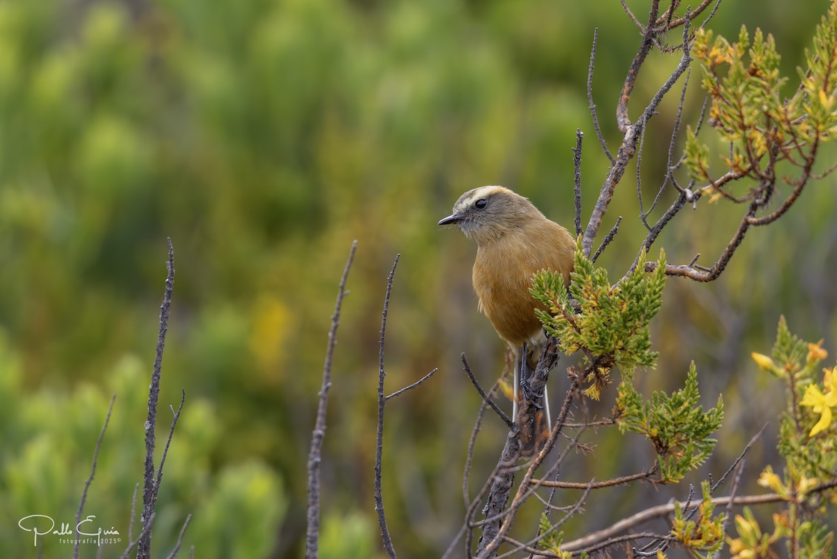 Brown-backed Chat-Tyrant - ML641449591