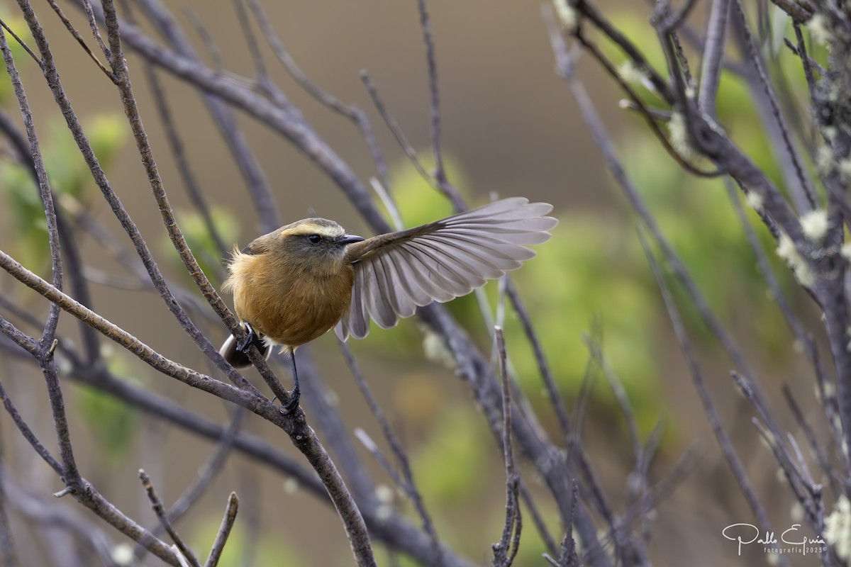 Brown-backed Chat-Tyrant - ML641449592
