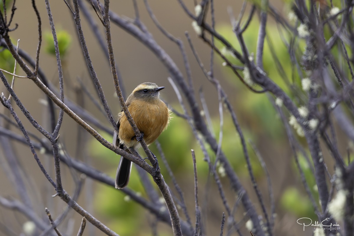 Brown-backed Chat-Tyrant - ML641449594