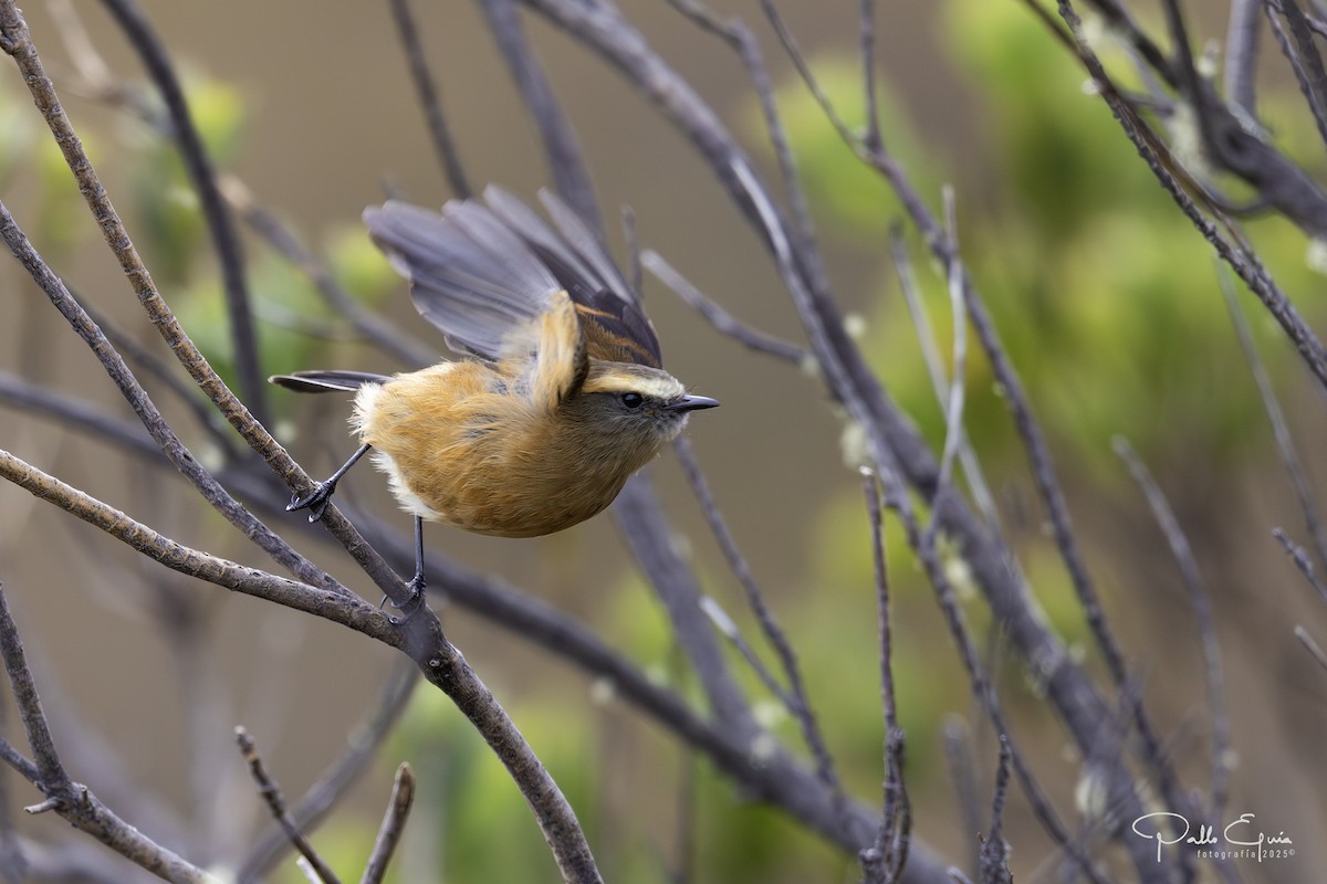 Brown-backed Chat-Tyrant - ML641449595