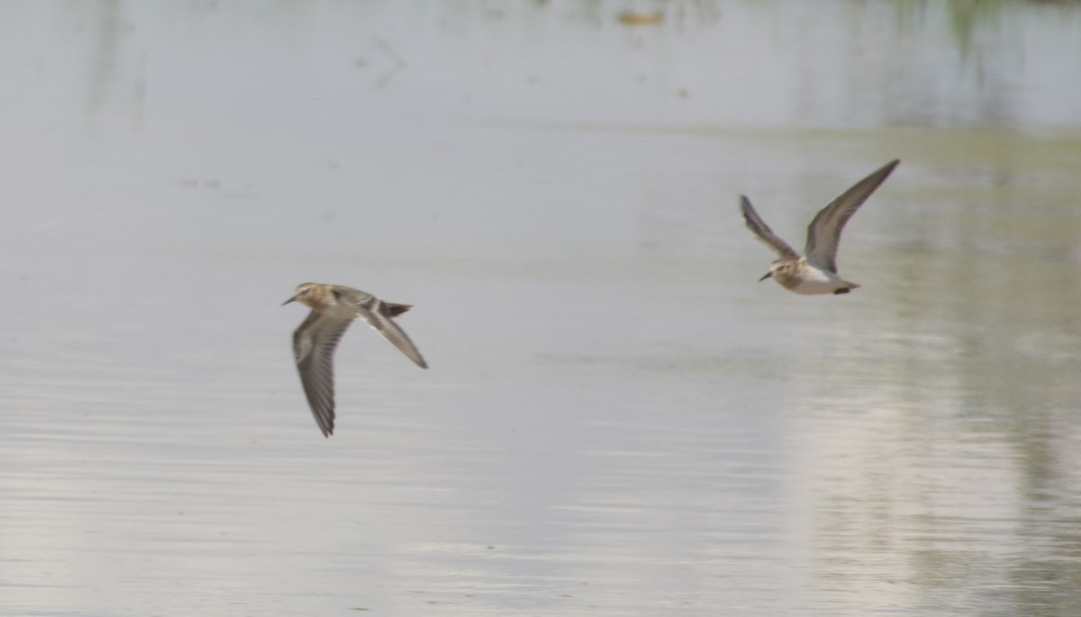 Baird's Sandpiper - ML641449615
