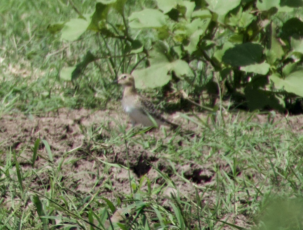 Baird's Sandpiper - ML641449629