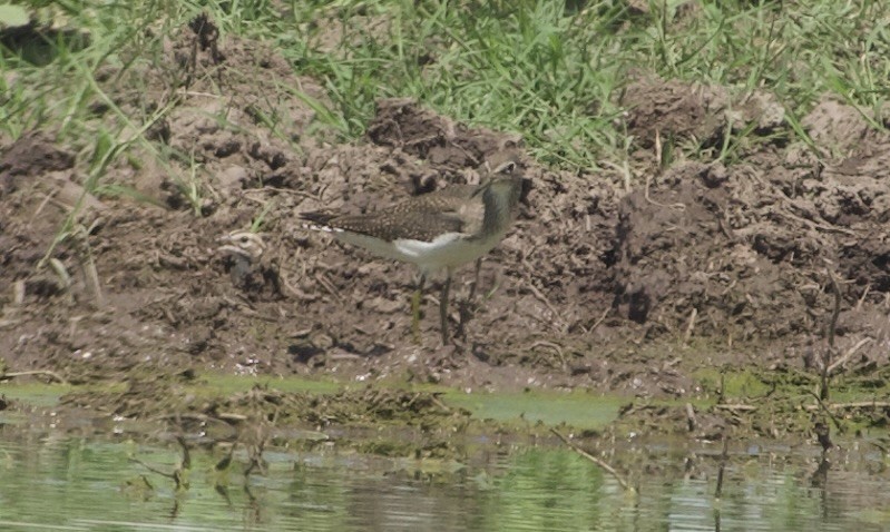 Solitary Sandpiper - ML641449652