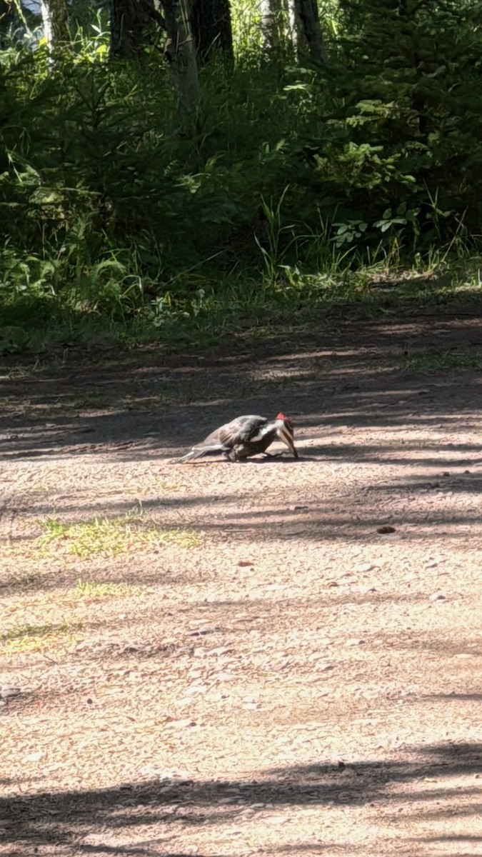 Pileated Woodpecker - ML641449656