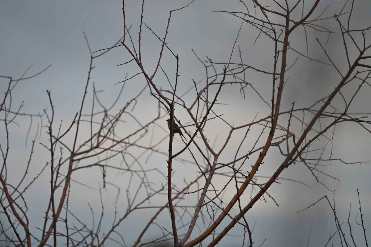 Song Sparrow (montana/merrilli) - ML641449681