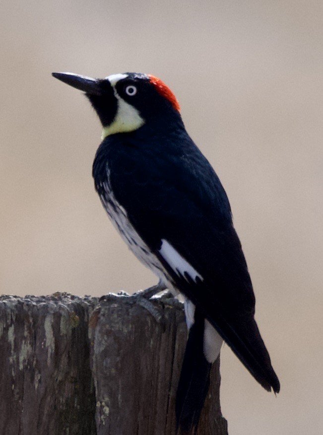 Acorn Woodpecker - ML641449692