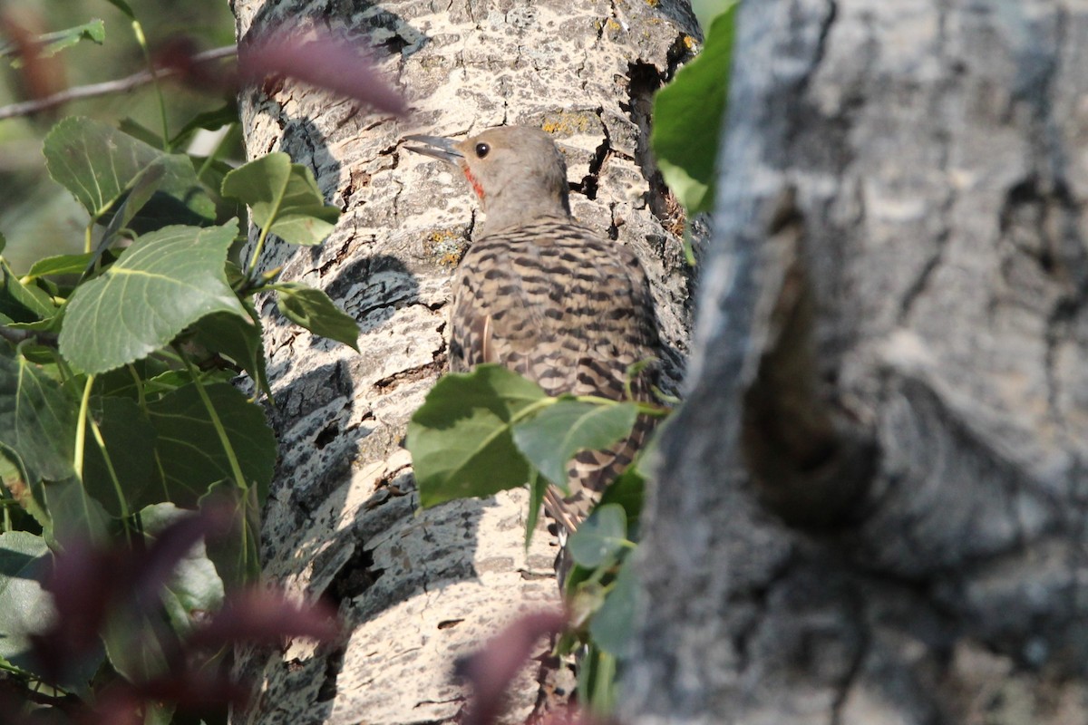 Northern Flicker - ML641449715