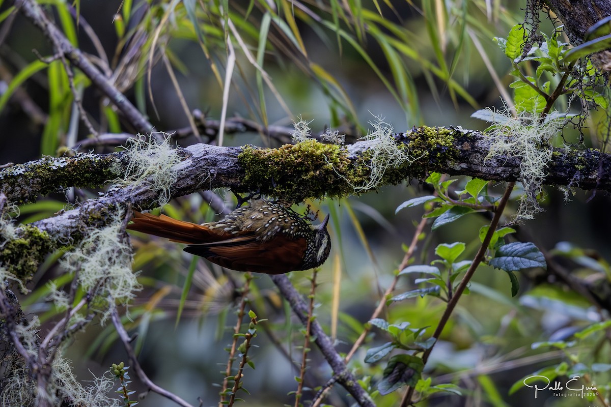 Pearled Treerunner - ML641449750