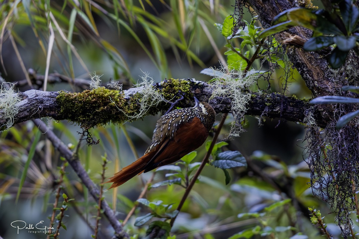 Pearled Treerunner - ML641449751