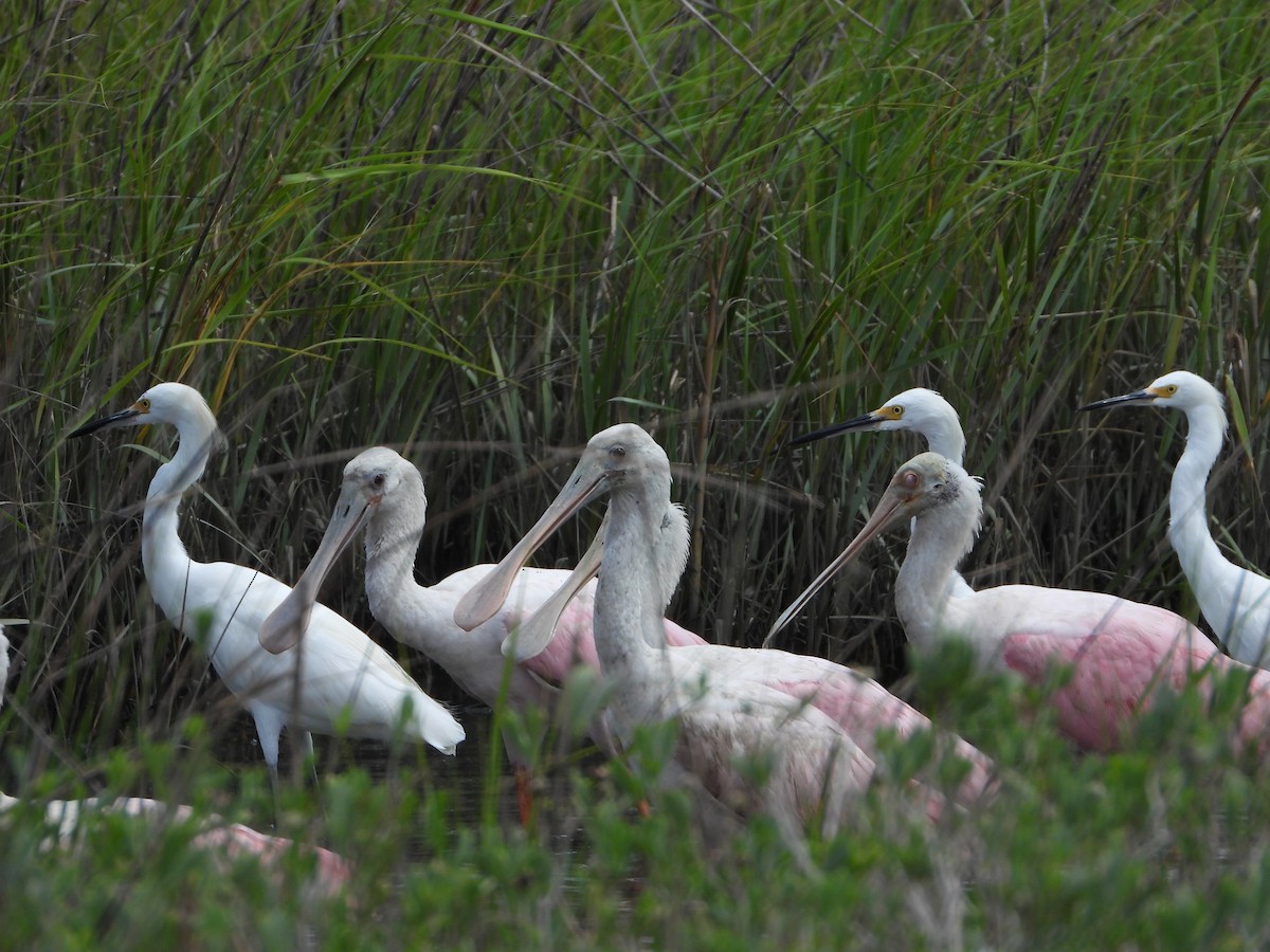 Roseate Spoonbill - ML641449767
