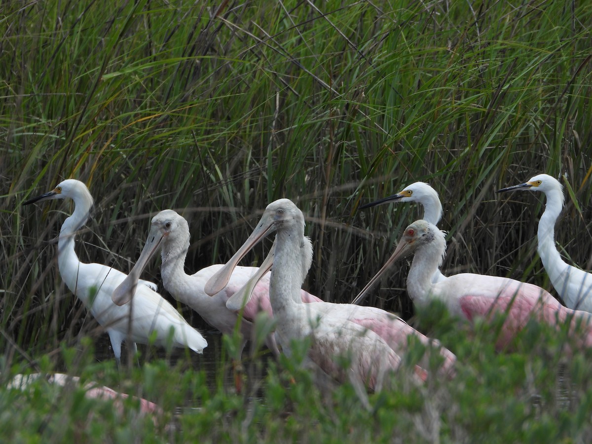 Roseate Spoonbill - ML641449772