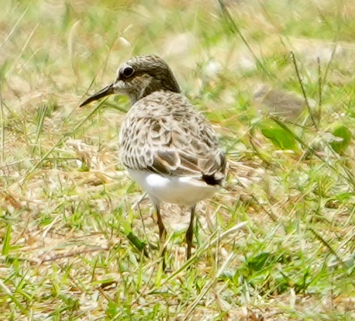 美洲尖尾濱鷸 - ML641449776