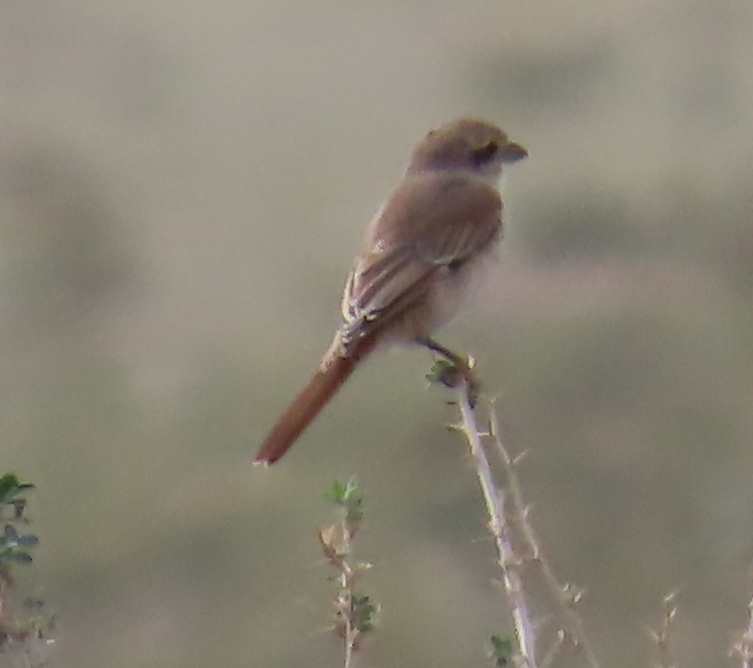Isabelline Shrike - ML641449797