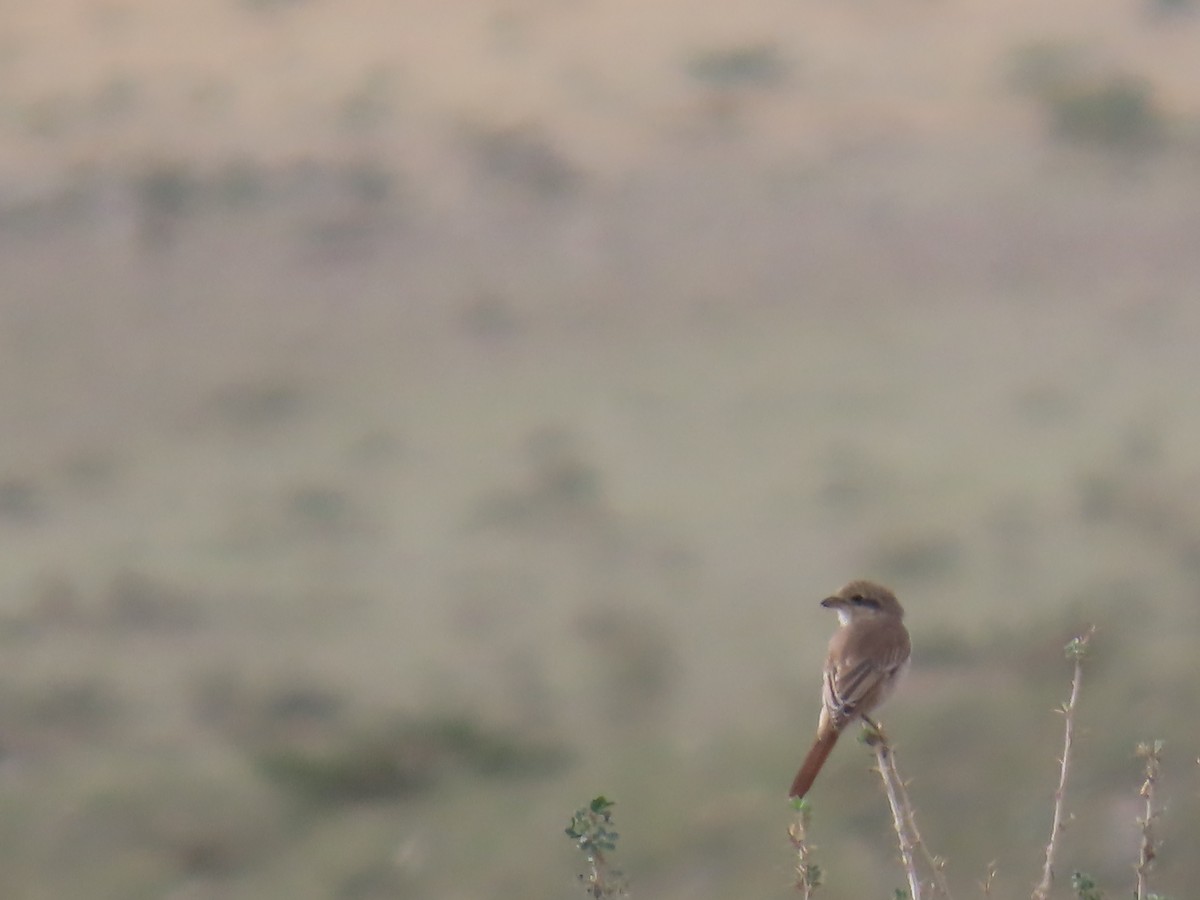 Isabelline Shrike - ML641449798