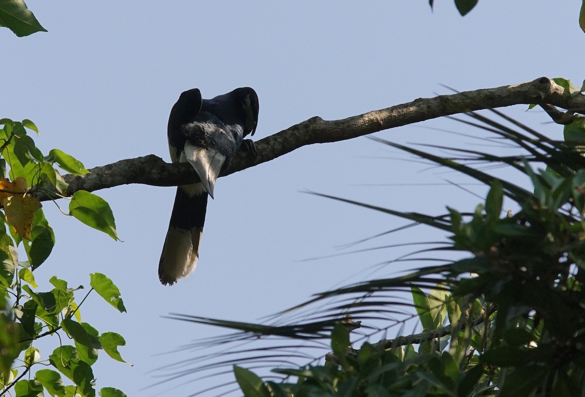 Grauwangen-Hornvogel - ML641449877