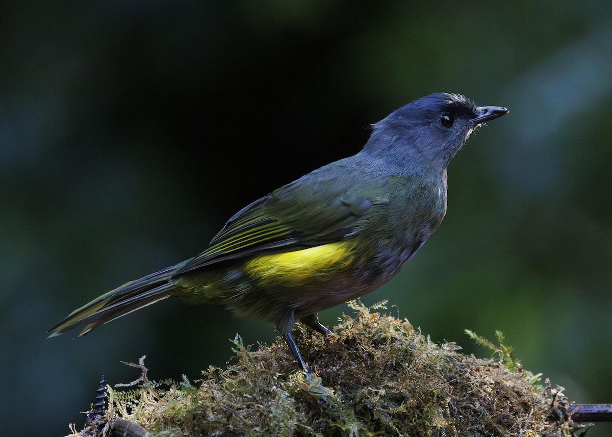 Capulinero Negrigualdo - ML641449910