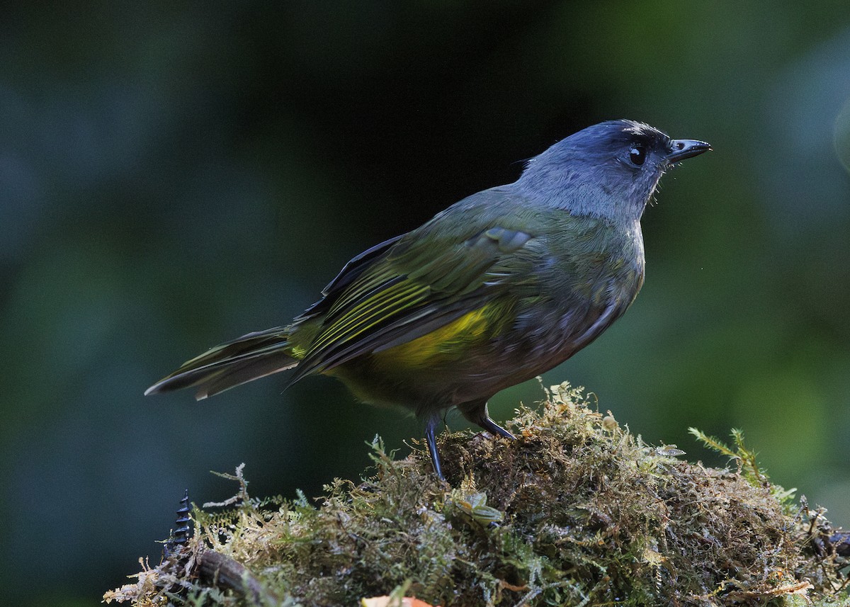 Capulinero Negrigualdo - ML641449915